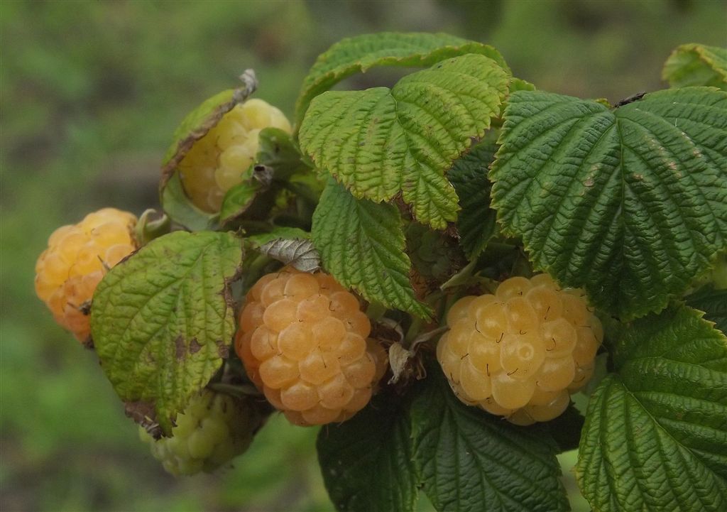 Thumbafbeelding van 10 18 DSCF8366