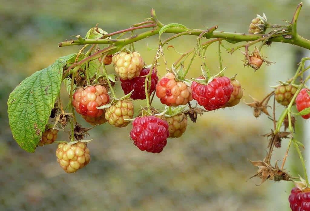 Thumbafbeelding van P1000339