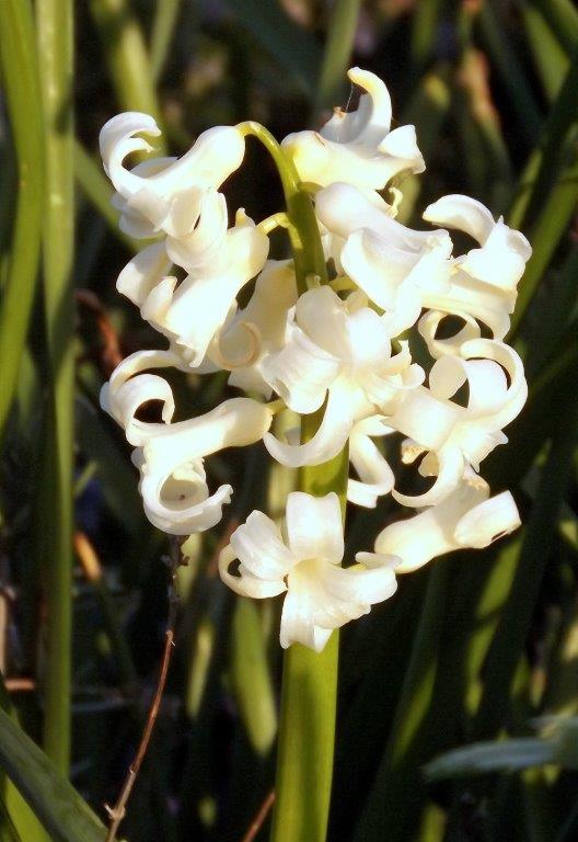 Thumbafbeelding van DSCF2889