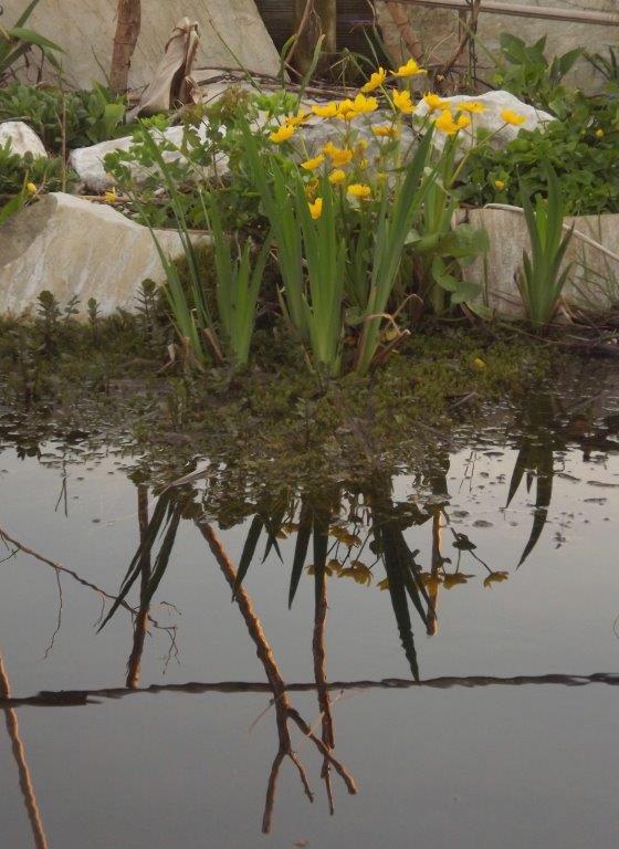 Thumbafbeelding van DSCF2899