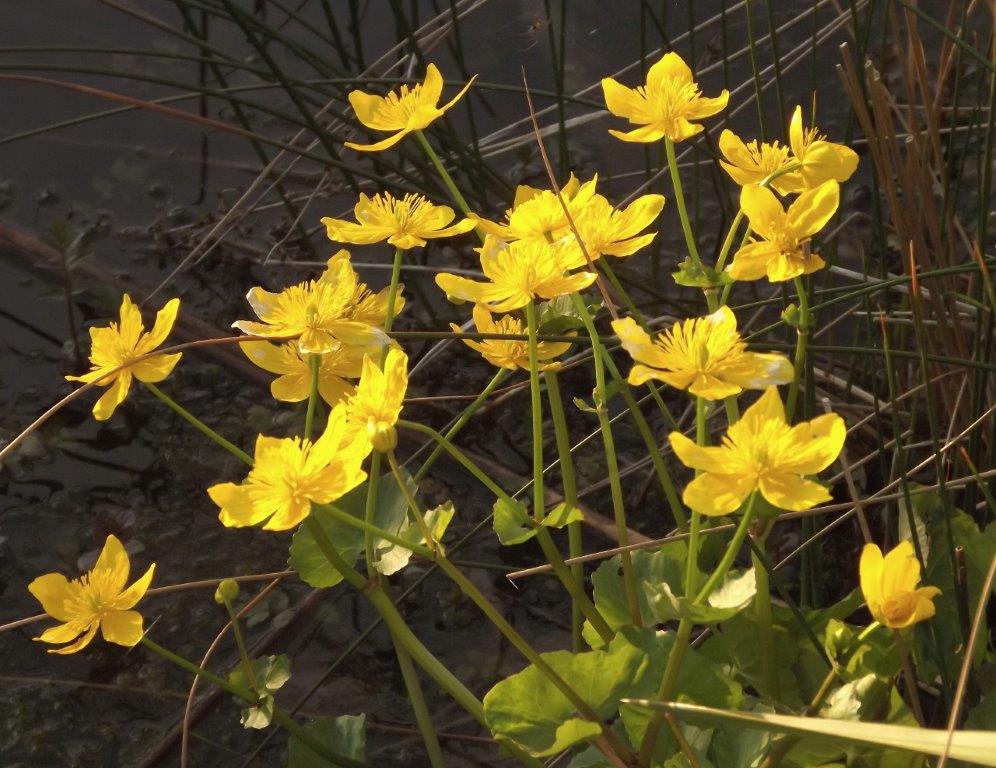 Thumbafbeelding van DSCF2901