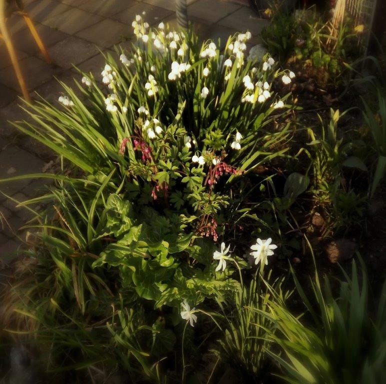 Thumbafbeelding van DSCF2903