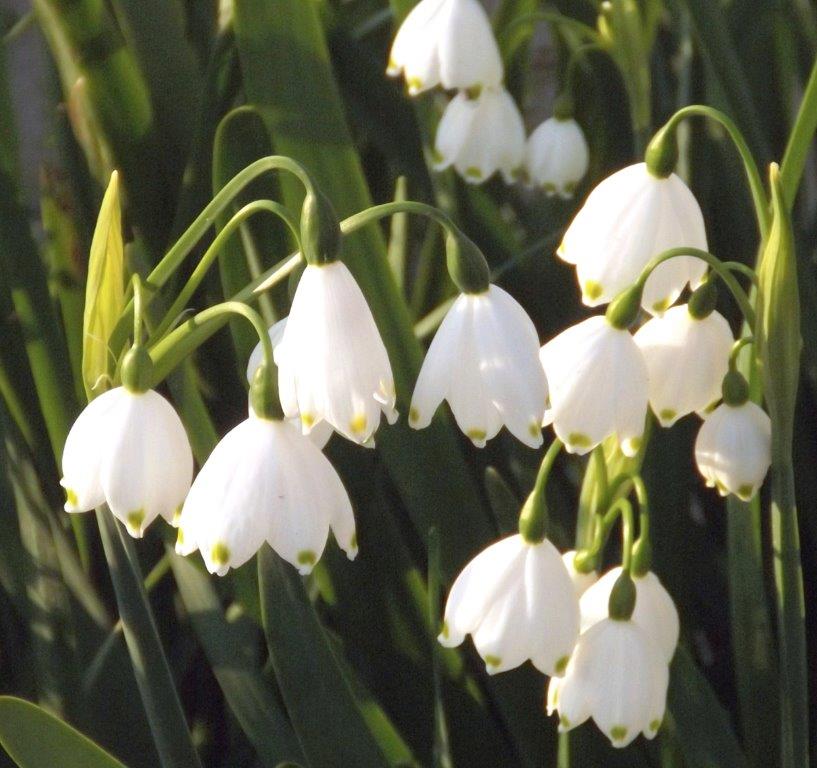 Thumbafbeelding van DSCF2908