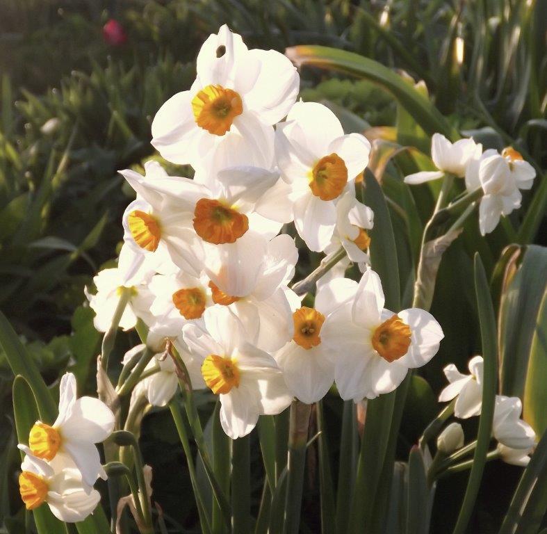 Thumbafbeelding van DSCF2915