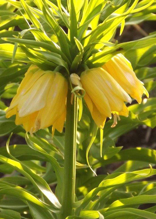 Thumbafbeelding van DSCF2925