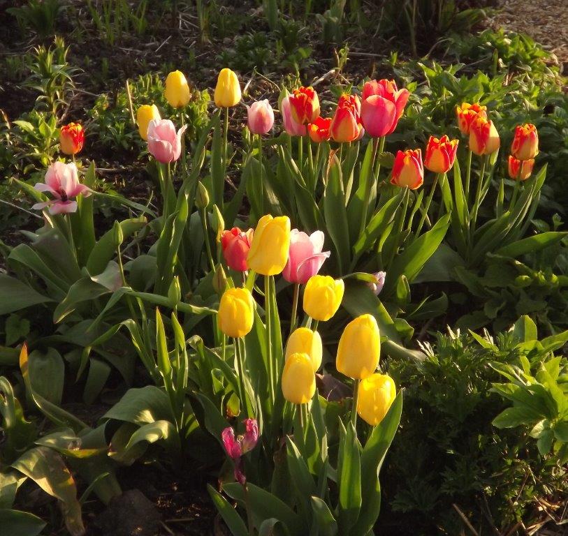 Thumbafbeelding van DSCF2928