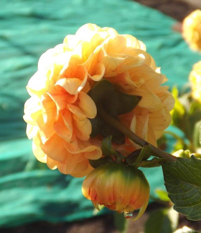 Thumbafbeelding van DSCF4814