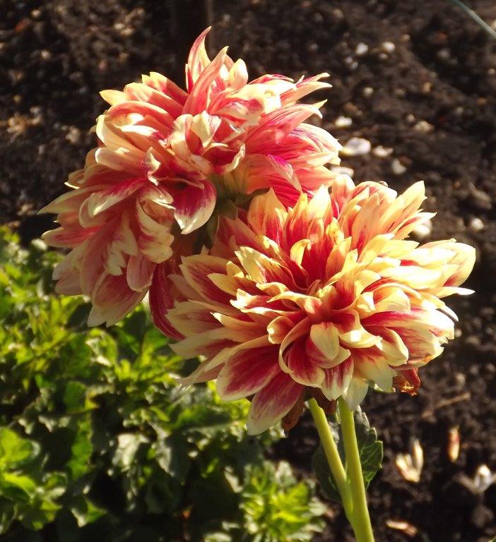 Thumbafbeelding van DSCF4817