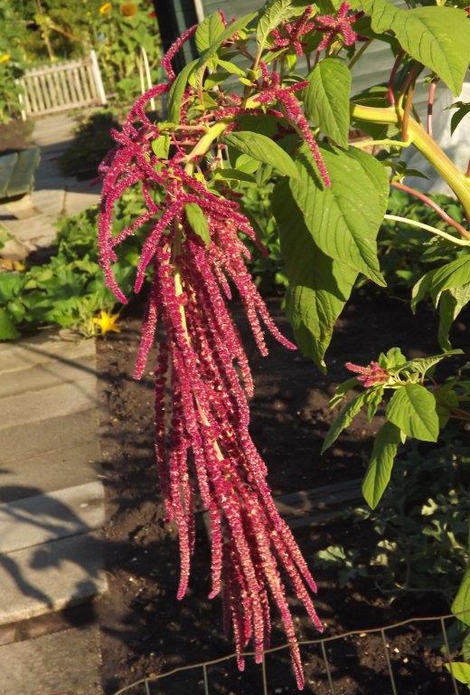 Thumbafbeelding van DSCF4831