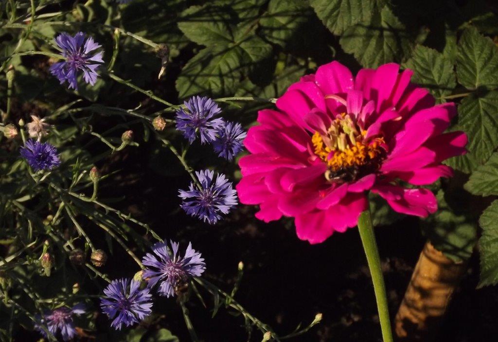 Thumbafbeelding van DSCF4835