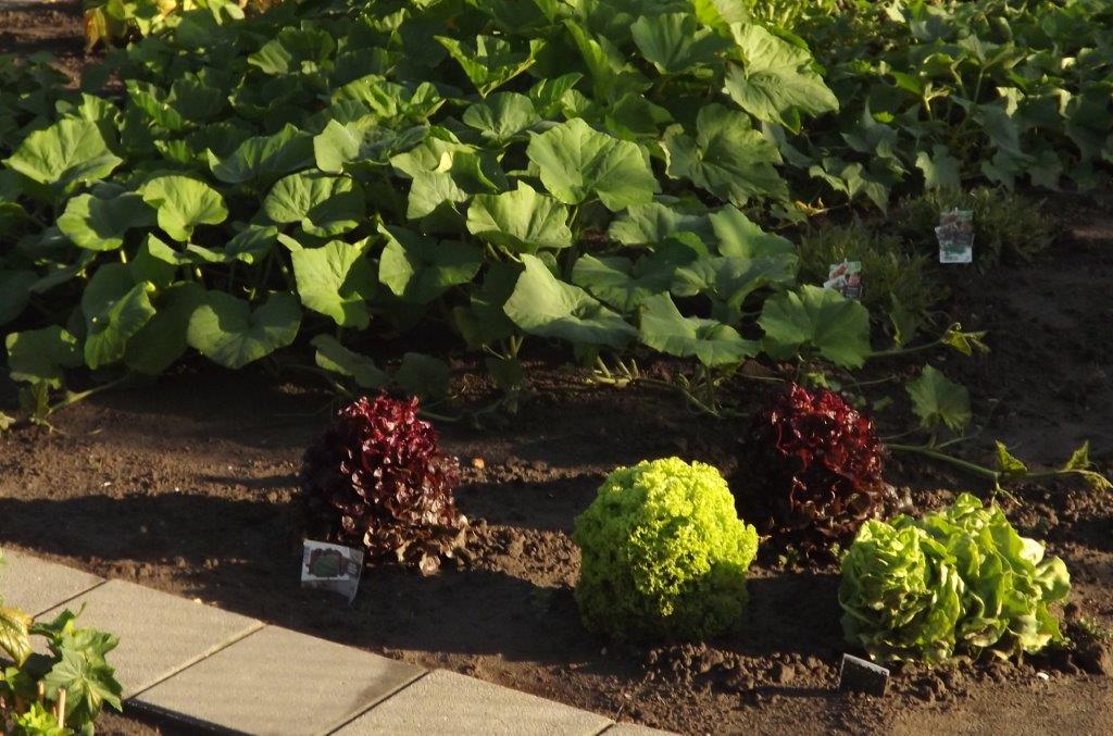 Thumbafbeelding van DSCF4836