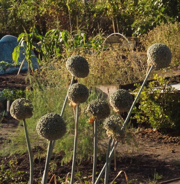 Thumbafbeelding van DSCF4848