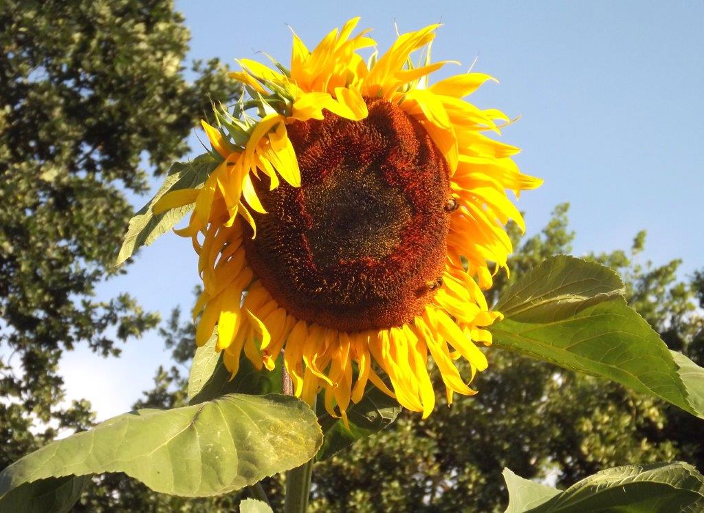 Thumbafbeelding van DSCF4861