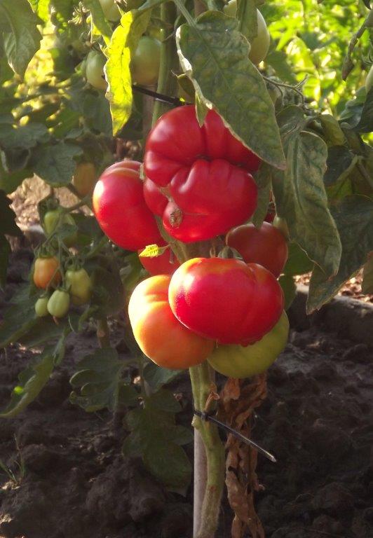 Thumbafbeelding van DSCF4865