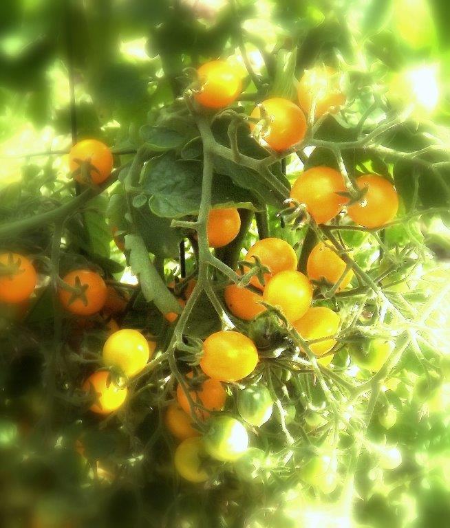 Thumbafbeelding van DSCF5009