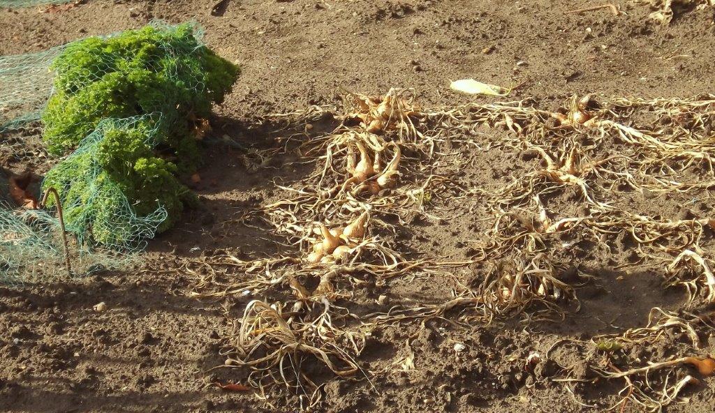 Thumbafbeelding van DSCF5012