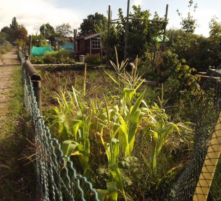 Thumbafbeelding van DSCF5013