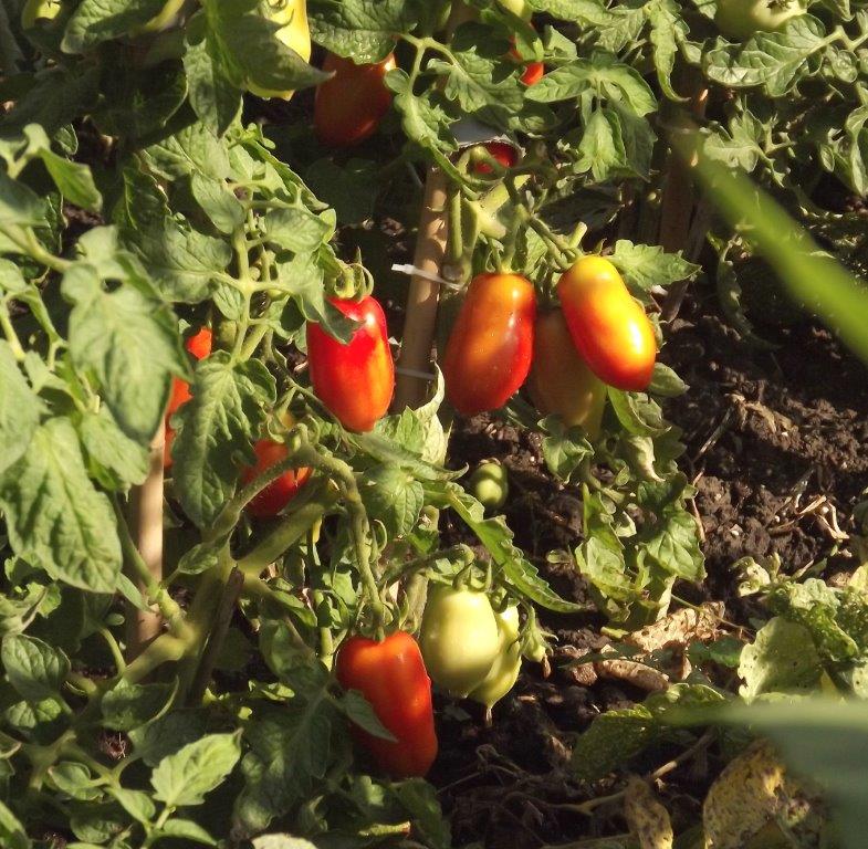 Thumbafbeelding van DSCF5024