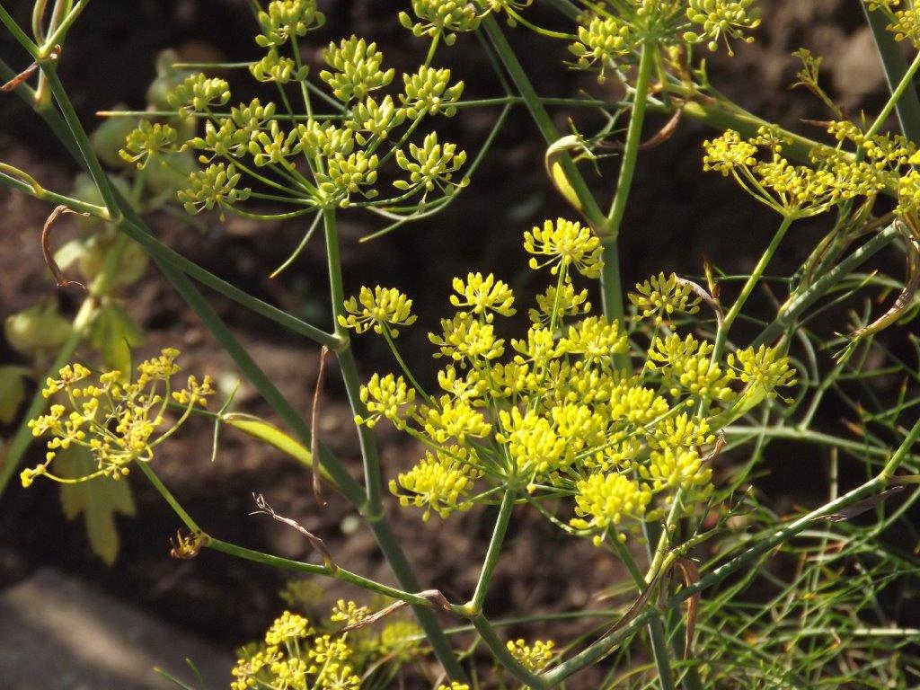 Thumbafbeelding van DSCF5026