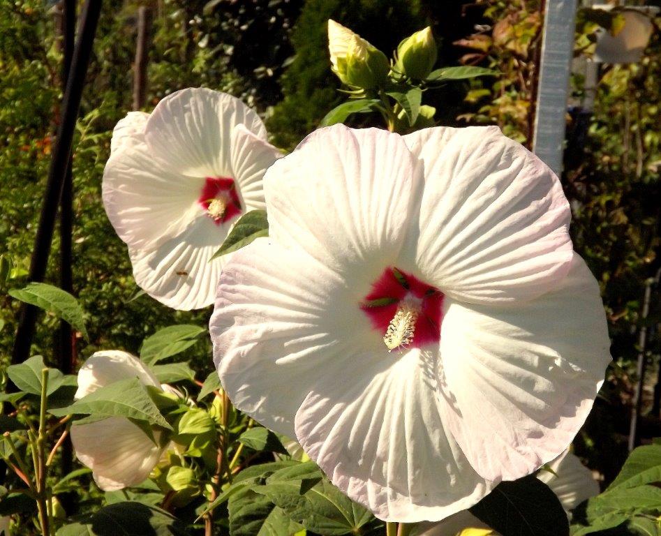 Thumbafbeelding van DSCF5138