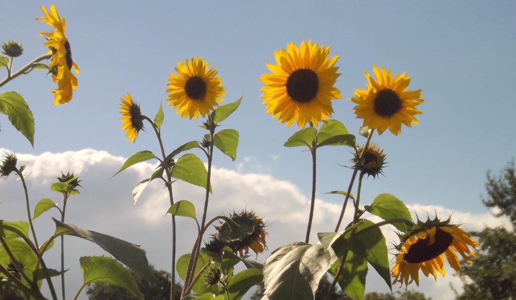 Thumbafbeelding van DSCF5192