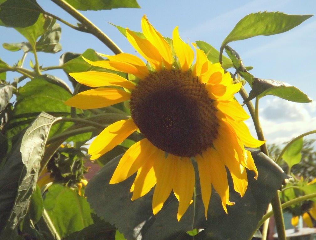 Thumbafbeelding van DSCF5193