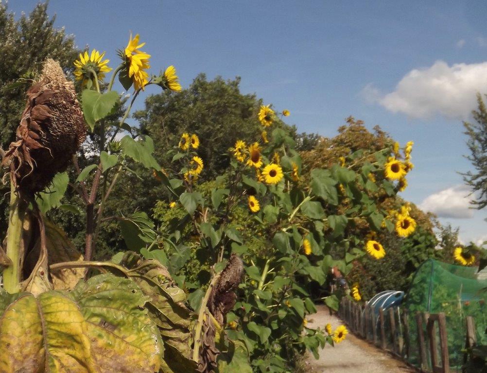 Thumbafbeelding van DSCF5196