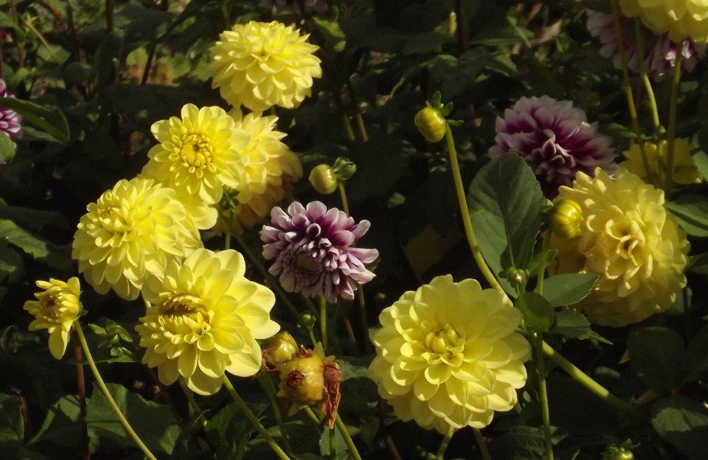 Thumbafbeelding van DSCF5199